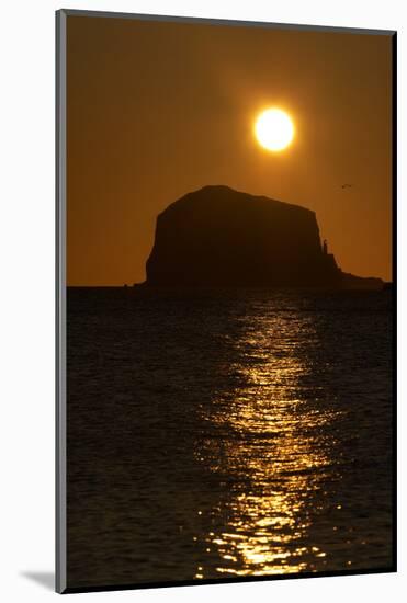 Northern Gannet Colony in Flight over Bass Rock at Sunrise, Firth of Forth, Scotland, August-Green-Mounted Photographic Print