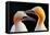 Northern Gannet, Detail Head Portrait with Evening Sun and Dark Orange Sea in the Background, Beaut-Ondrej Prosicky-Framed Premier Image Canvas