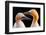 Northern Gannet, Detail Head Portrait with Evening Sun and Dark Orange Sea in the Background, Beaut-Ondrej Prosicky-Framed Photographic Print