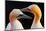 Northern Gannet, Detail Head Portrait with Evening Sun and Dark Orange Sea in the Background, Beaut-Ondrej Prosicky-Mounted Photographic Print