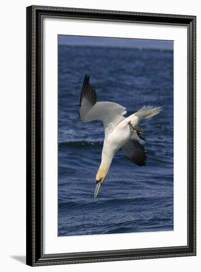 Northern Gannet Diving for Fish-null-Framed Photographic Print