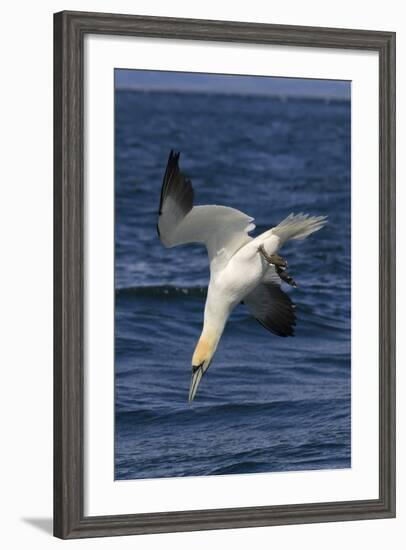 Northern Gannet Diving for Fish-null-Framed Photographic Print