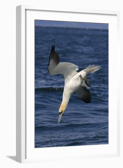 Northern Gannet Diving for Fish-null-Framed Photographic Print
