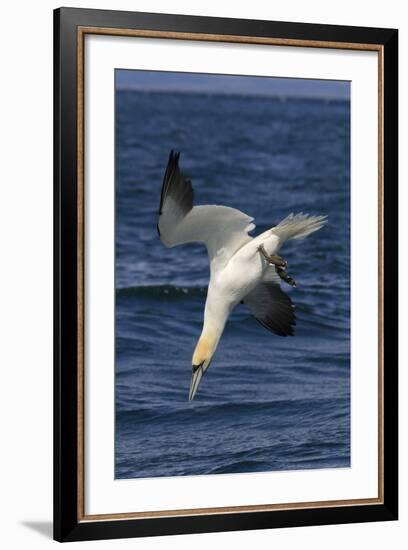 Northern Gannet Diving for Fish-null-Framed Photographic Print