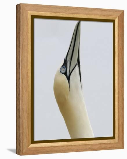 Northern Gannet, in Display Posture, Bass Rock, Scotland, UK-Pete Cairns-Framed Premier Image Canvas