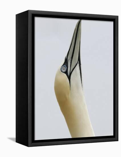 Northern Gannet, in Display Posture, Bass Rock, Scotland, UK-Pete Cairns-Framed Premier Image Canvas