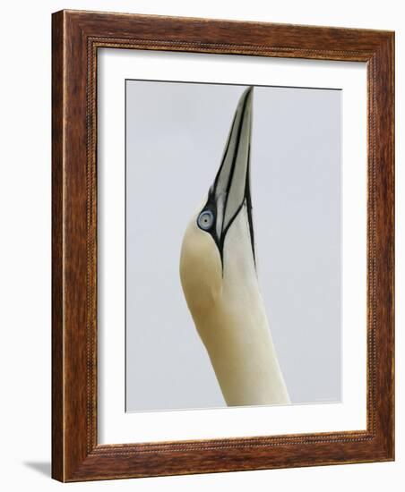 Northern Gannet, in Display Posture, Bass Rock, Scotland, UK-Pete Cairns-Framed Photographic Print