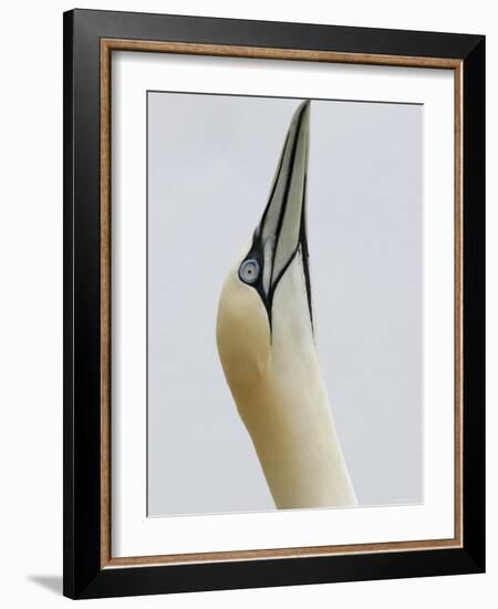 Northern Gannet, in Display Posture, Bass Rock, Scotland, UK-Pete Cairns-Framed Photographic Print