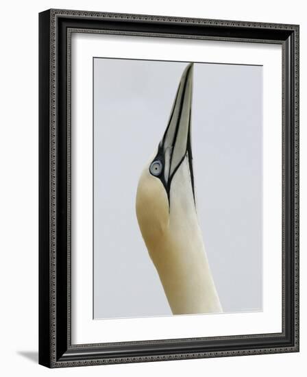 Northern Gannet, in Display Posture, Bass Rock, Scotland, UK-Pete Cairns-Framed Photographic Print