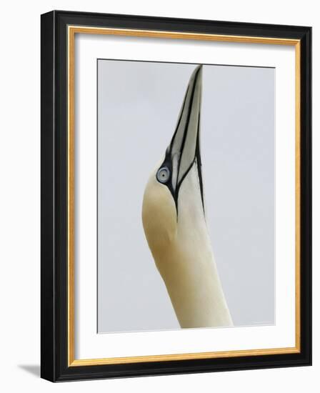 Northern Gannet, in Display Posture, Bass Rock, Scotland, UK-Pete Cairns-Framed Photographic Print