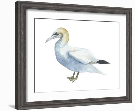 Northern Gannet (Morus Bassanus), Birds-Encyclopaedia Britannica-Framed Art Print