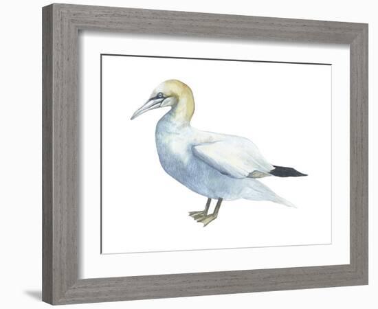 Northern Gannet (Morus Bassanus), Birds-Encyclopaedia Britannica-Framed Art Print