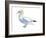 Northern Gannet (Morus Bassanus), Birds-Encyclopaedia Britannica-Framed Art Print