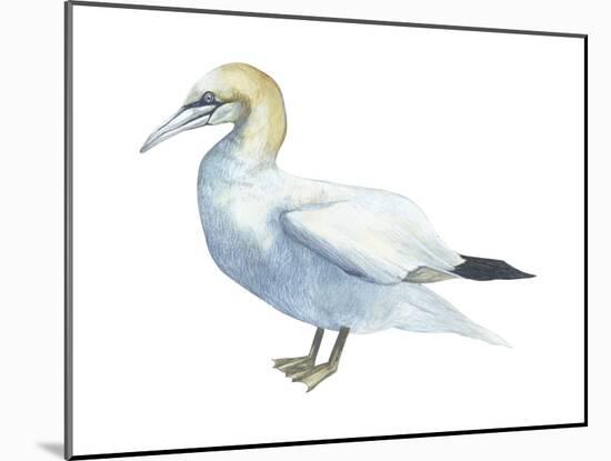 Northern Gannet (Morus Bassanus), Birds-Encyclopaedia Britannica-Mounted Art Print