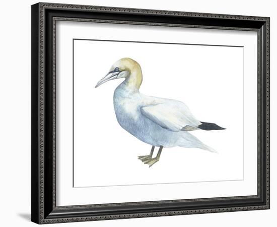 Northern Gannet (Morus Bassanus), Birds-Encyclopaedia Britannica-Framed Art Print