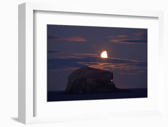 Northern Gannet (Morus Bassanus) Colony, Bass Rock with the Moon Rising, Firth of Forth, Scotland-Green-Framed Photographic Print