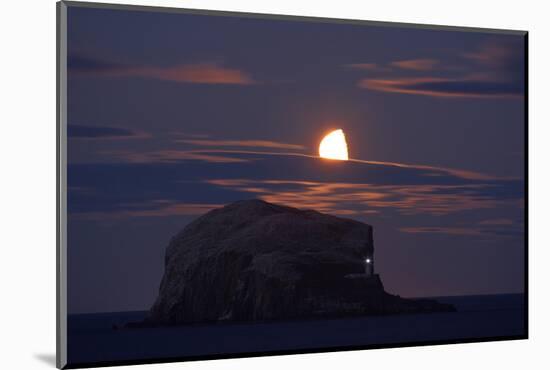 Northern Gannet (Morus Bassanus) Colony, Bass Rock with the Moon Rising, Firth of Forth, Scotland-Green-Mounted Photographic Print