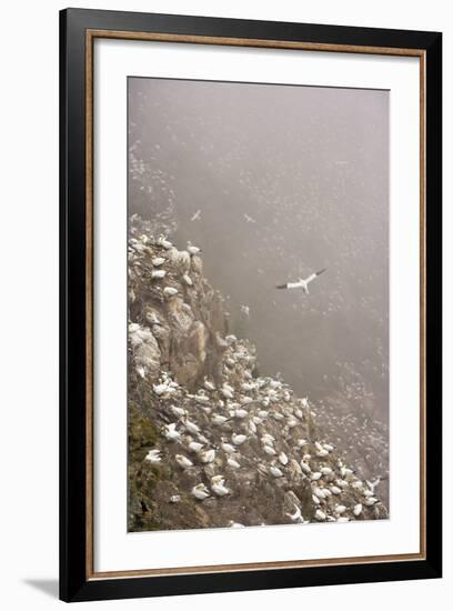 Northern Gannet (Morus Bassanus) Colony in Mist, Hermaness, Shetland Isles, Scotland, July 2009-Green-Framed Photographic Print