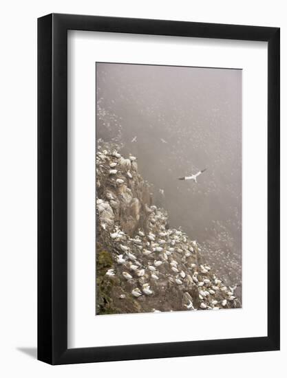 Northern Gannet (Morus Bassanus) Colony in Mist, Hermaness, Shetland Isles, Scotland, July 2009-Green-Framed Photographic Print