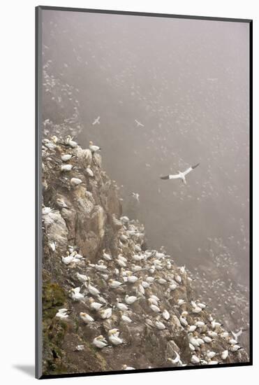 Northern Gannet (Morus Bassanus) Colony in Mist, Hermaness, Shetland Isles, Scotland, July 2009-Green-Mounted Photographic Print