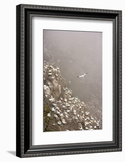 Northern Gannet (Morus Bassanus) Colony in Mist, Hermaness, Shetland Isles, Scotland, July 2009-Green-Framed Photographic Print