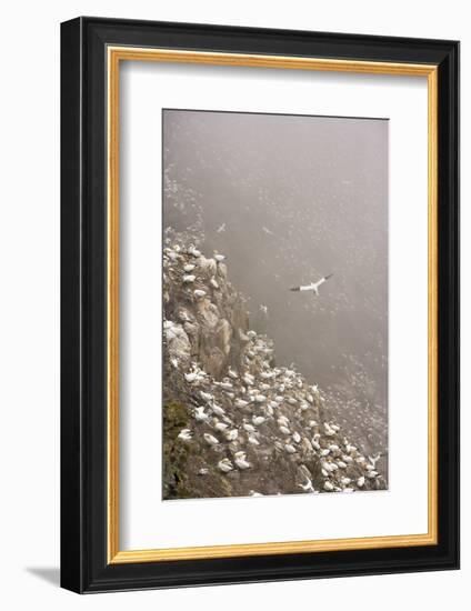 Northern Gannet (Morus Bassanus) Colony in Mist, Hermaness, Shetland Isles, Scotland, July 2009-Green-Framed Photographic Print