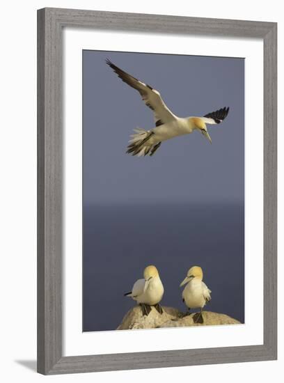 Northern Gannet (Morus Bassanus) Flying over Two on Rock, Saltee Islands, Ireland, June 2009-Green-Framed Photographic Print