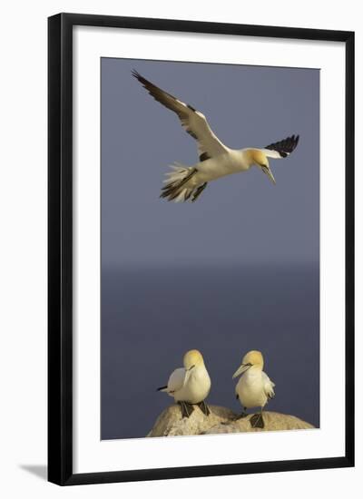 Northern Gannet (Morus Bassanus) Flying over Two on Rock, Saltee Islands, Ireland, June 2009-Green-Framed Photographic Print