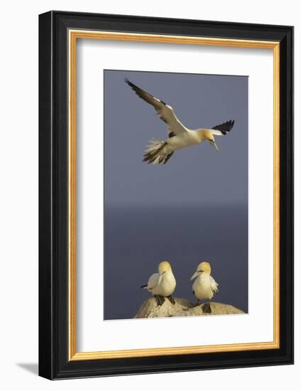 Northern Gannet (Morus Bassanus) Flying over Two on Rock, Saltee Islands, Ireland, June 2009-Green-Framed Photographic Print