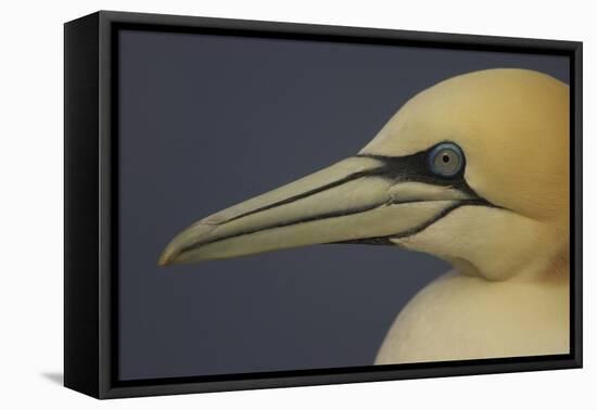 Northern Gannet (Morus Bassanus) Portrait, Saltee Islands, Ireland, May 2008-Green-Framed Premier Image Canvas