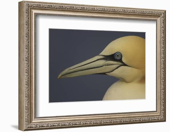 Northern Gannet (Morus Bassanus) Portrait, Saltee Islands, Ireland, May 2008-Green-Framed Photographic Print