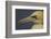 Northern Gannet (Morus Bassanus) Portrait, Saltee Islands, Ireland, May 2008-Green-Framed Photographic Print