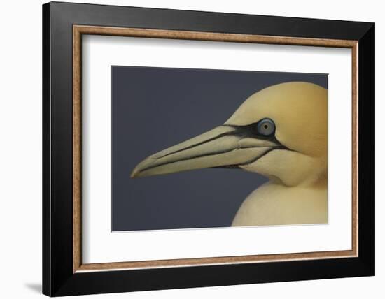 Northern Gannet (Morus Bassanus) Portrait, Saltee Islands, Ireland, May 2008-Green-Framed Photographic Print