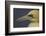 Northern Gannet (Morus Bassanus) Portrait, Saltee Islands, Ireland, May 2008-Green-Framed Photographic Print