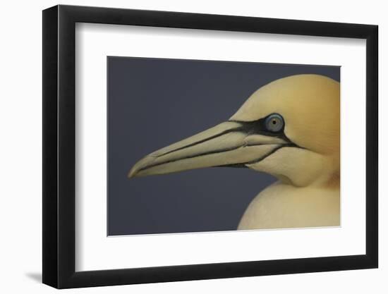 Northern Gannet (Morus Bassanus) Portrait, Saltee Islands, Ireland, May 2008-Green-Framed Photographic Print