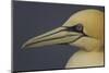 Northern Gannet (Morus Bassanus) Portrait, Saltee Islands, Ireland, May 2008-Green-Mounted Photographic Print