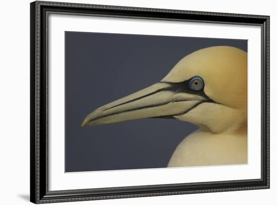 Northern Gannet (Morus Bassanus) Portrait, Saltee Islands, Ireland, May 2008-Green-Framed Photographic Print