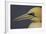 Northern Gannet (Morus Bassanus) Portrait, Saltee Islands, Ireland, May 2008-Green-Framed Photographic Print