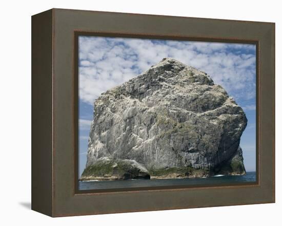 Northern gannet nesting colony atop Stac Lee-Kevin Schafer-Framed Premier Image Canvas