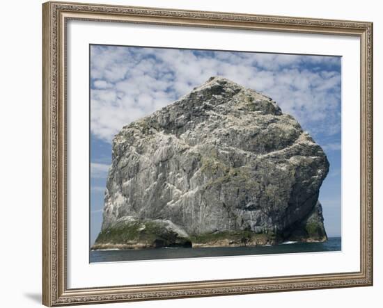 Northern gannet nesting colony atop Stac Lee-Kevin Schafer-Framed Photographic Print