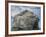 Northern gannet nesting colony atop Stac Lee-Kevin Schafer-Framed Photographic Print