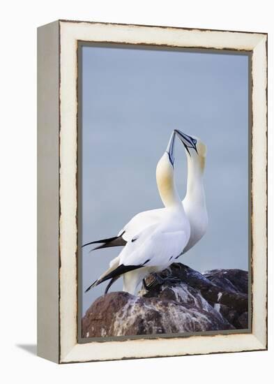 Northern Gannet Pair Crossing Bills as a Greeting-null-Framed Premier Image Canvas