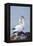 Northern Gannet Pair Crossing Bills as a Greeting-null-Framed Premier Image Canvas