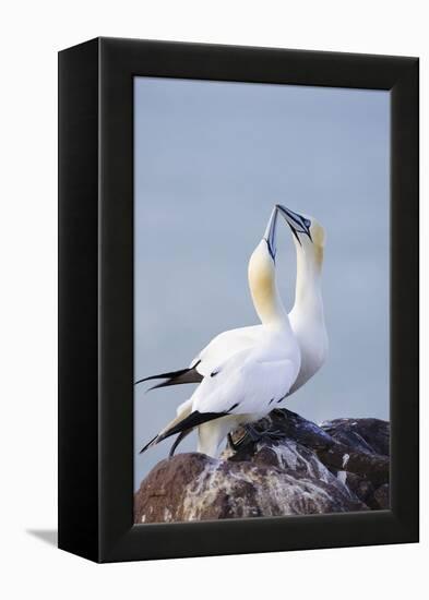 Northern Gannet Pair Crossing Bills as a Greeting-null-Framed Premier Image Canvas