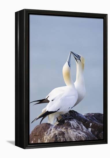 Northern Gannet Pair Crossing Bills as a Greeting-null-Framed Premier Image Canvas