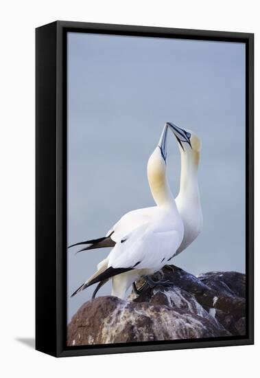 Northern Gannet Pair Crossing Bills as a Greeting-null-Framed Premier Image Canvas