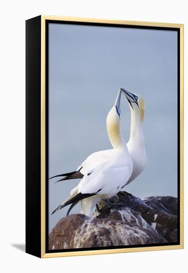 Northern Gannet Pair Crossing Bills as a Greeting-null-Framed Premier Image Canvas