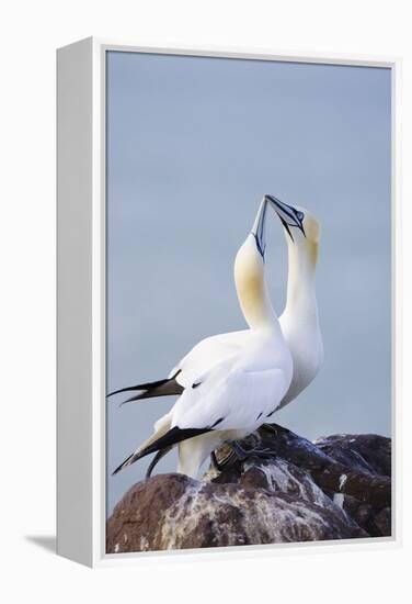 Northern Gannet Pair Crossing Bills as a Greeting-null-Framed Premier Image Canvas