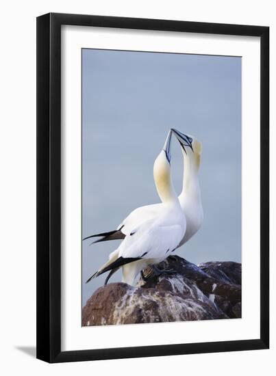 Northern Gannet Pair Crossing Bills as a Greeting-null-Framed Photographic Print