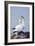 Northern Gannet Pair Crossing Bills as a Greeting-null-Framed Photographic Print